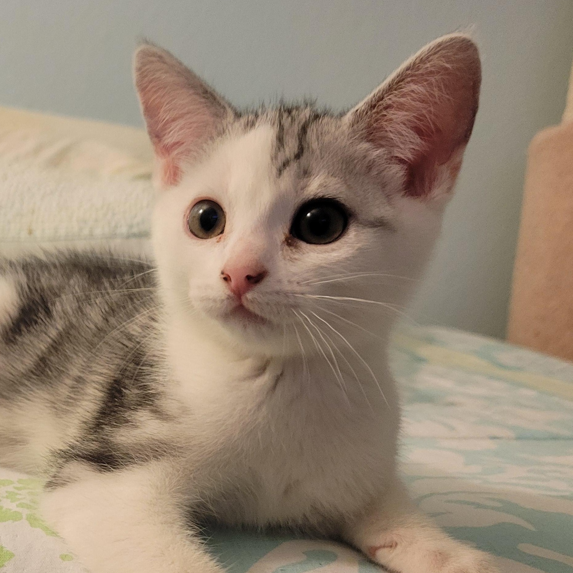 Muffin, Adoptable, Kitten Female Domestic Short Hair.