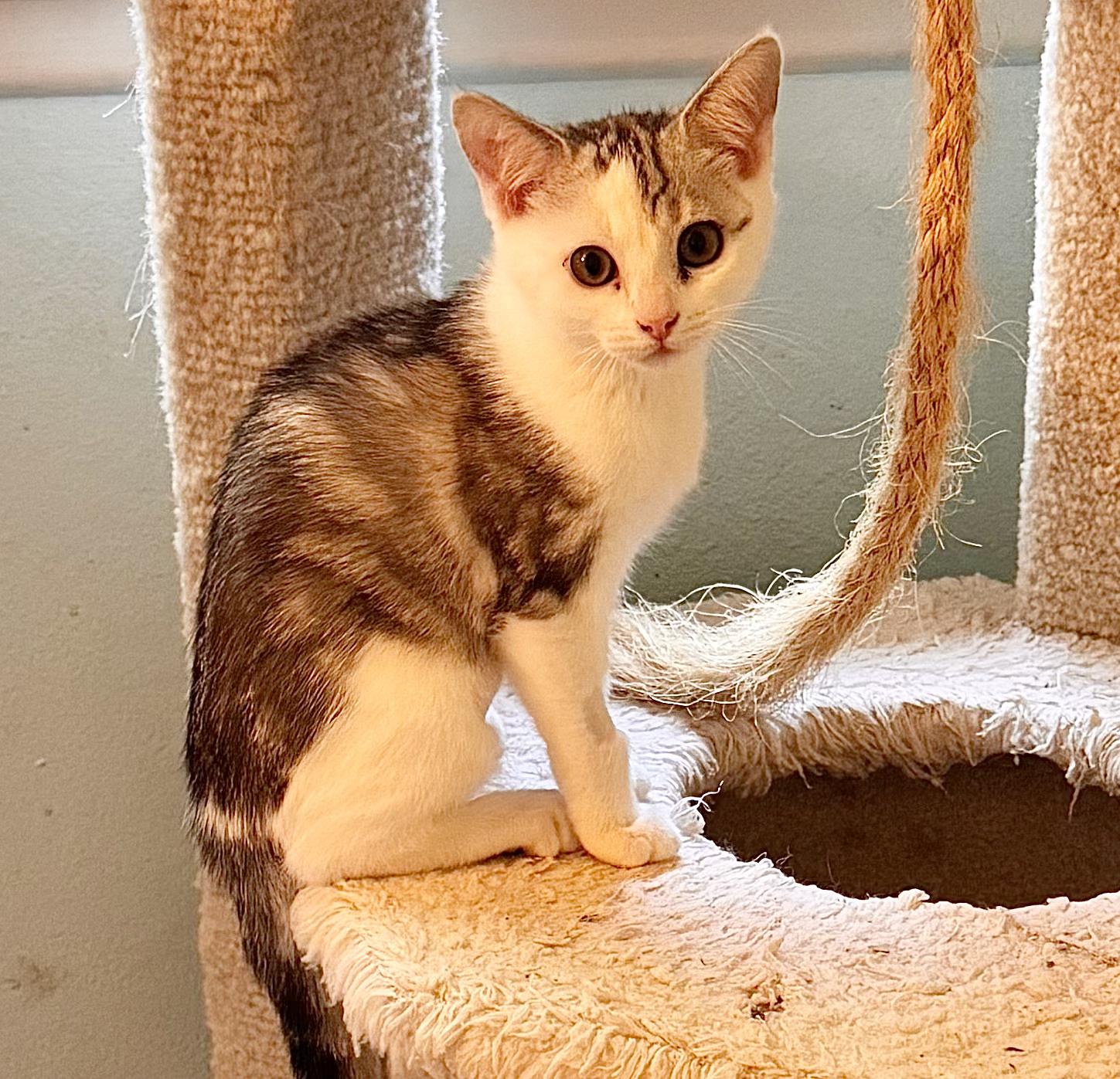 Enlarge Muffin, a Adoptable Domestic Short Hair in Irvine, CA image 5/5