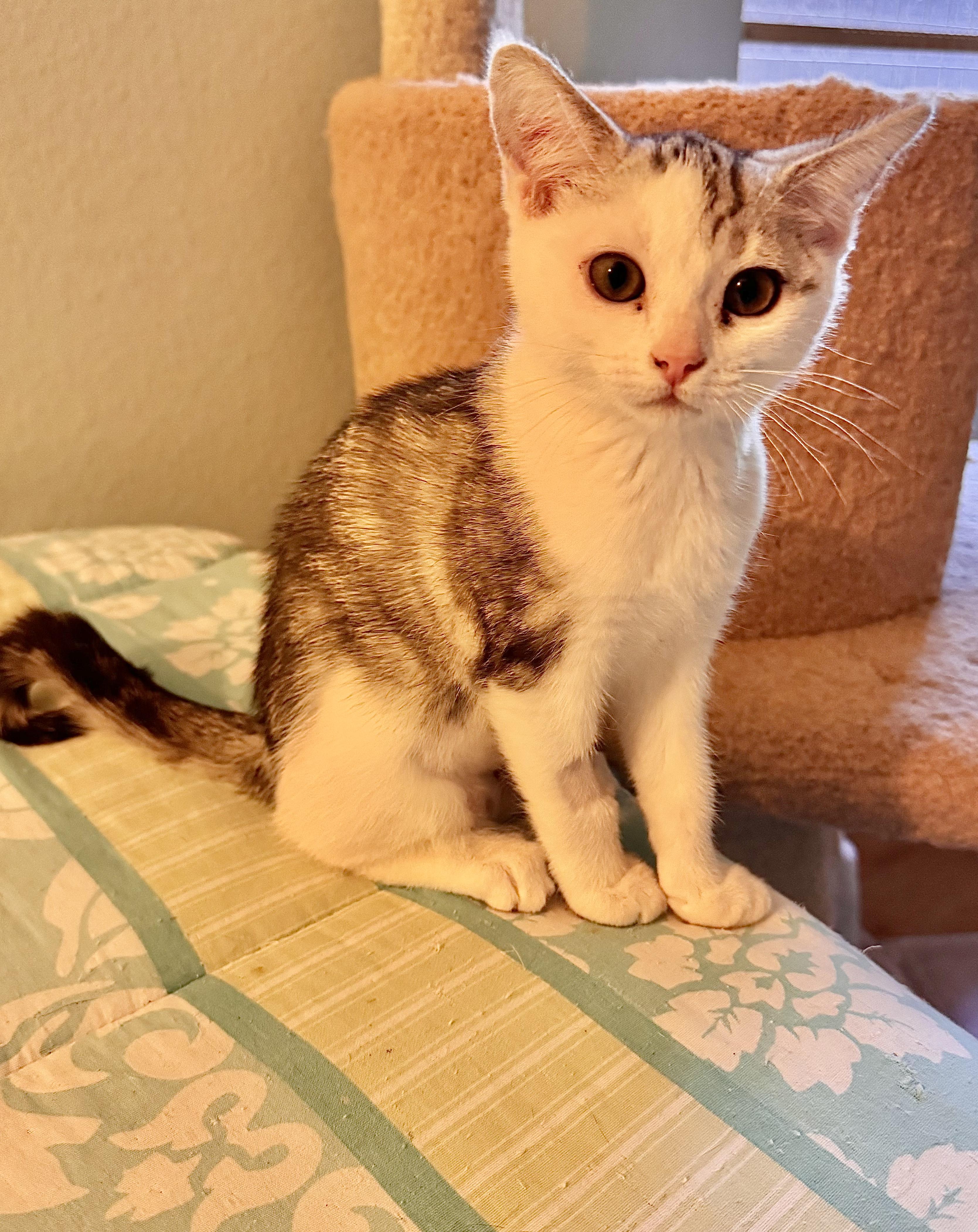 Enlarge Muffin, a Adoptable Domestic Short Hair in Irvine, CA image 4/5