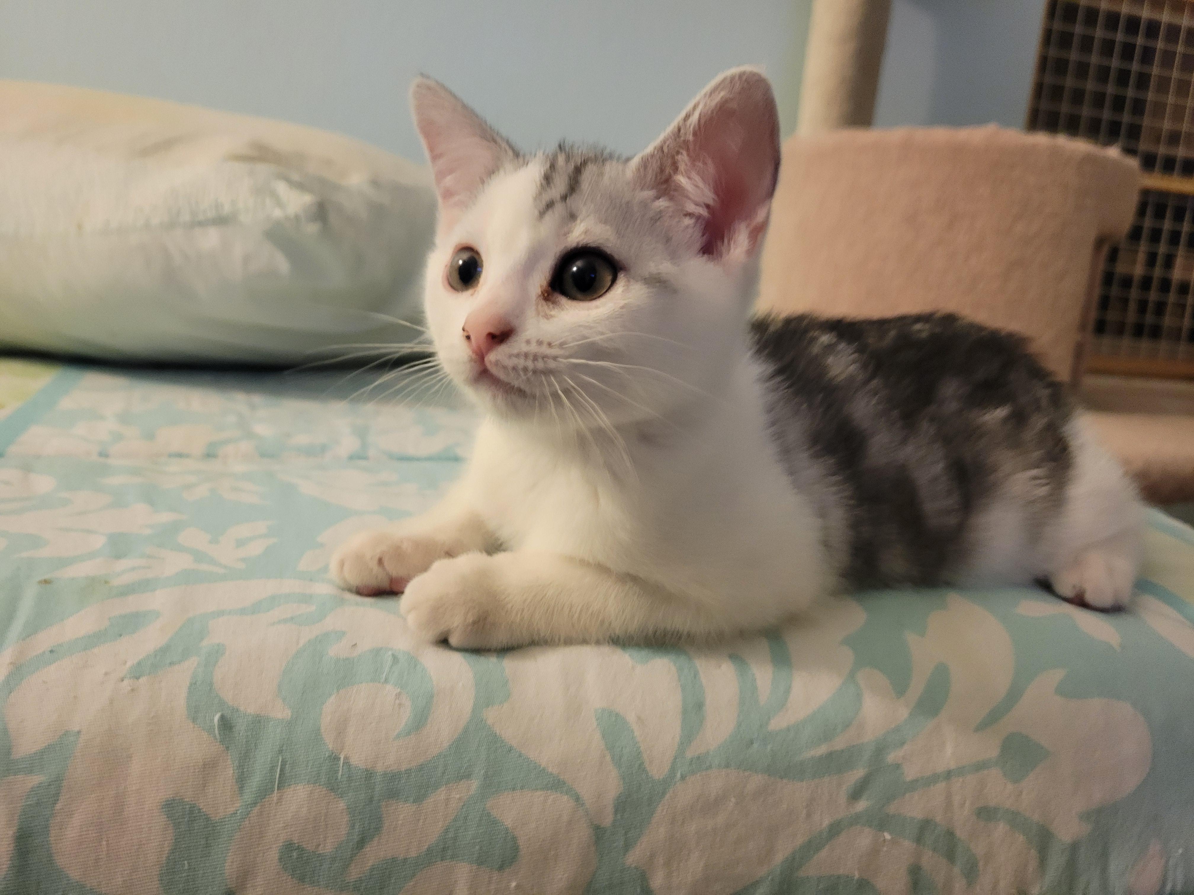 Enlarge Muffin, a Adoptable Domestic Short Hair in Irvine, CA image 2/5