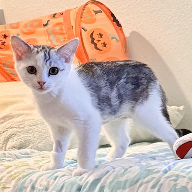 Enlarge Muffin, a Adoptable Domestic Short Hair in Irvine, CA image 3/5