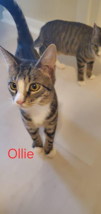 Ollie, ADOPTABLE, Kitten Male Domestic Short Hair.