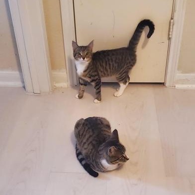 Enlarge Ollie, a ADOPTABLE Domestic Short Hair in Liverpool, TX image 2/3