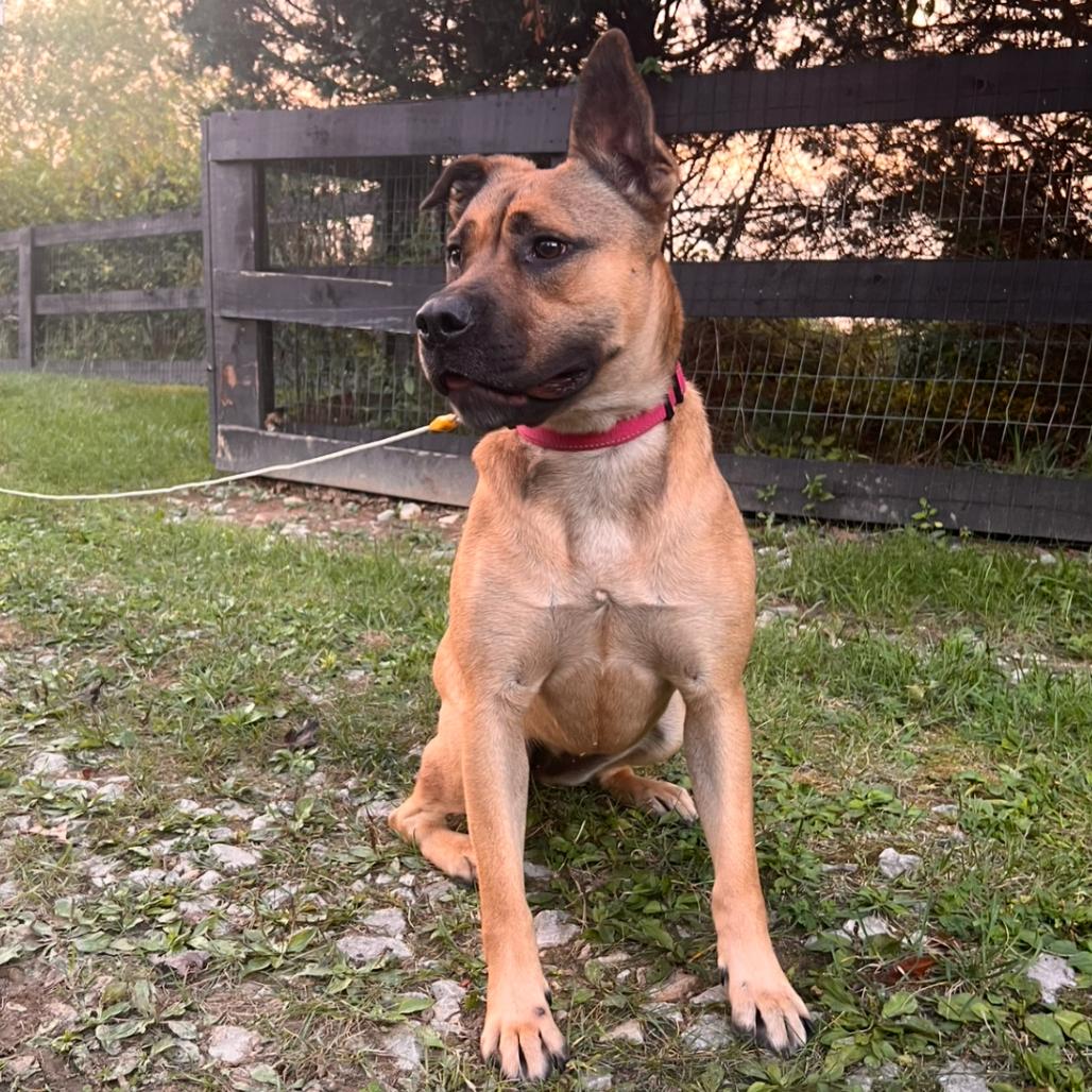 Gloria, Adoptable, Adult Female Mixed Breed.