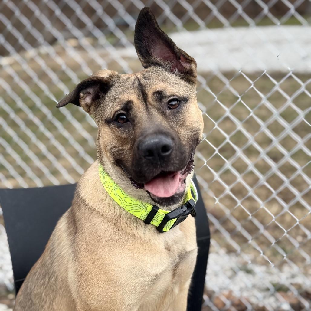 Gloria, a Adoptable Mixed Breed in Red House, WV image 2/6