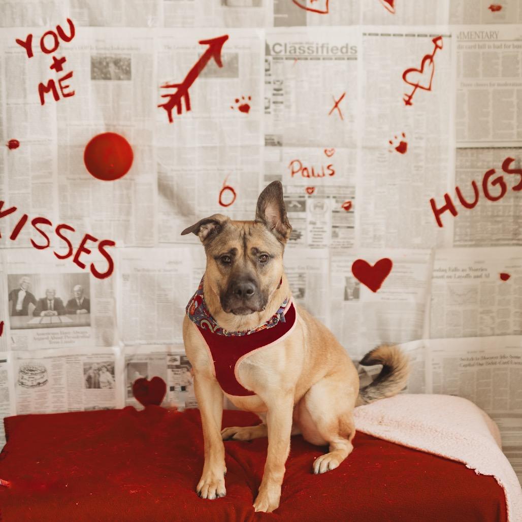 Gloria, a Adoptable Mixed Breed in Red House, WV image 4/6