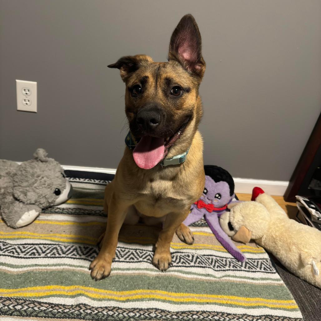 Gloria, a Adoptable Mixed Breed in Red House, WV image 5/6