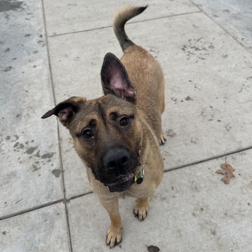Gloria, a Adoptable Mixed Breed in Red House, WV image 6/6