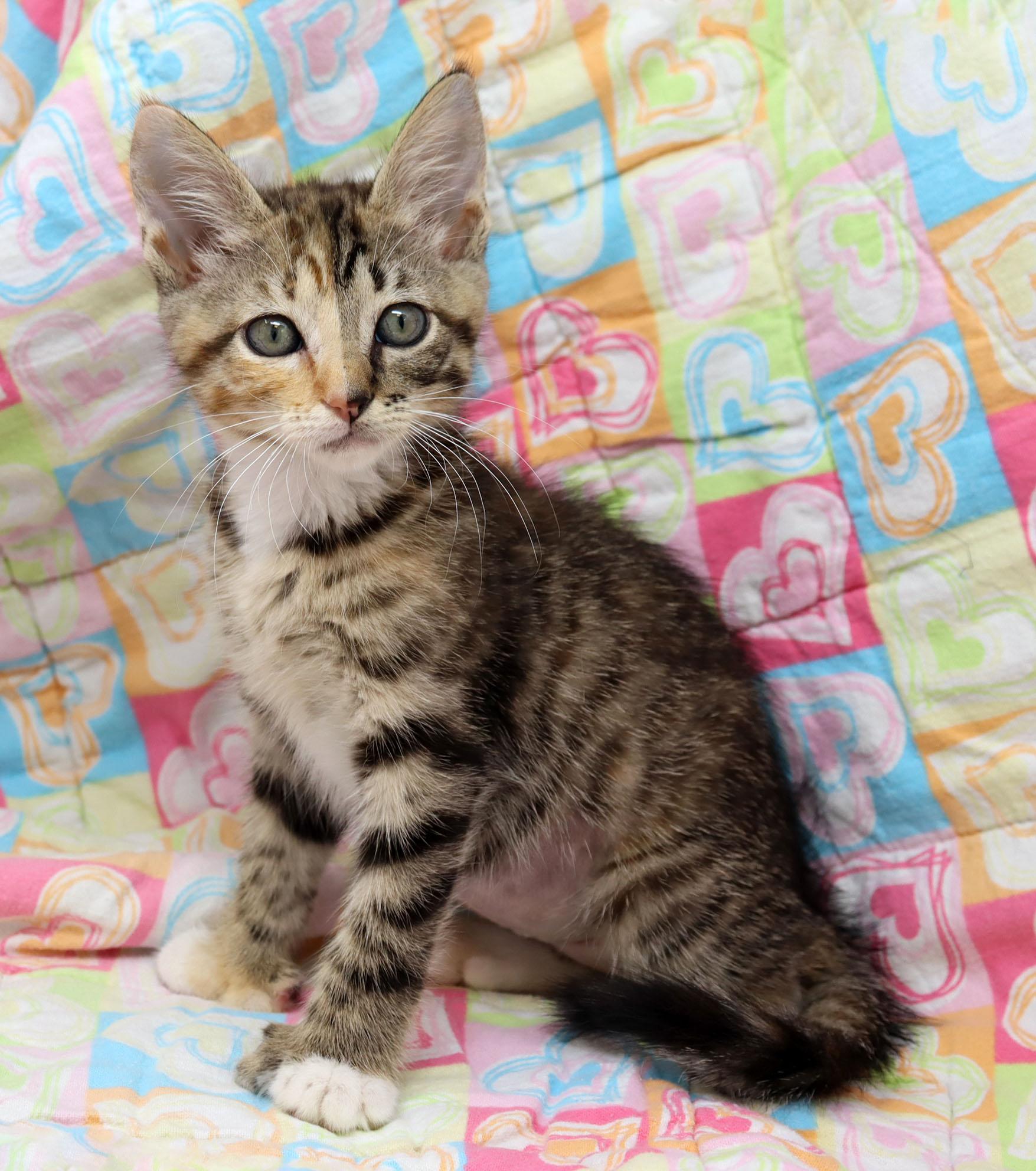 Enlarge Scarlet Witch, an adopted mixed breed in Tierra Verde, FL image 3/3