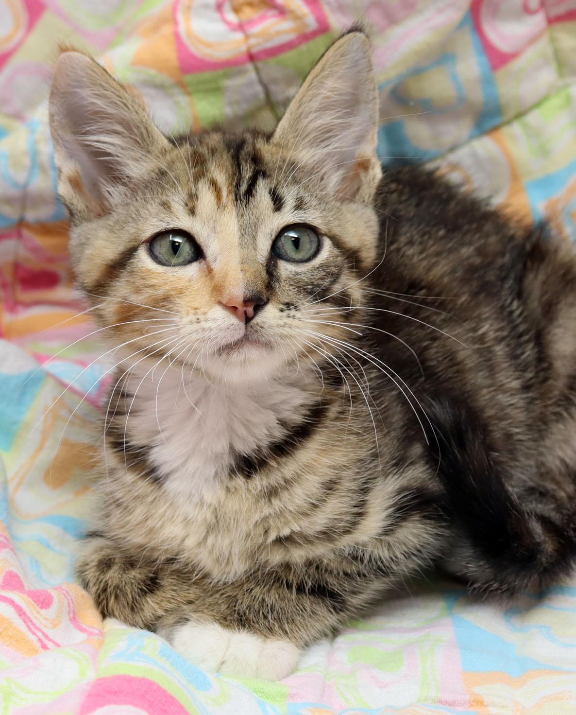 Scarlet Witch, adopted, Kitten Female Domestic Short Hair & Extra-Toes Cat / Hemingway Polydactyl.