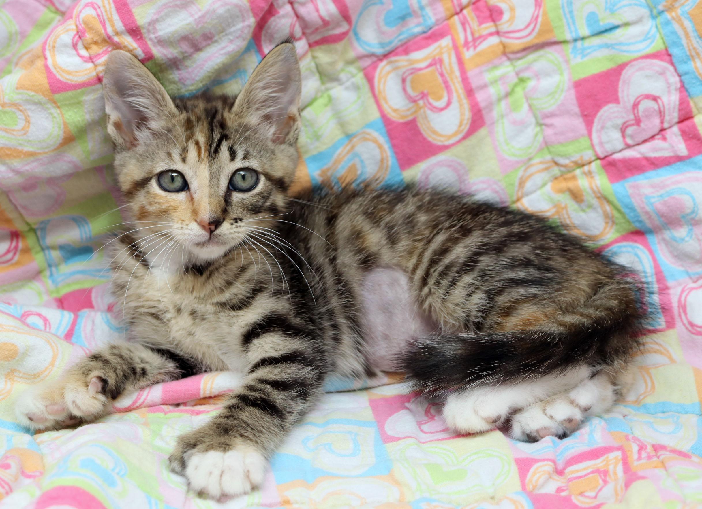 Enlarge Scarlet Witch, an adopted mixed breed in Tierra Verde, FL image 2/3