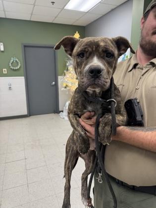 Enlarge Diamond, a Adoptable mixed breed in Gulfport, MS image 1/2