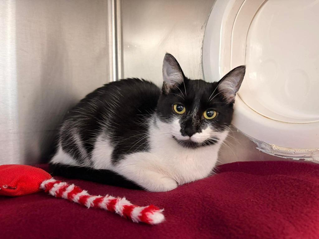Enlarge CW2 - Chess, a Adoptable mixed breed in Ashland, WI image 1/1