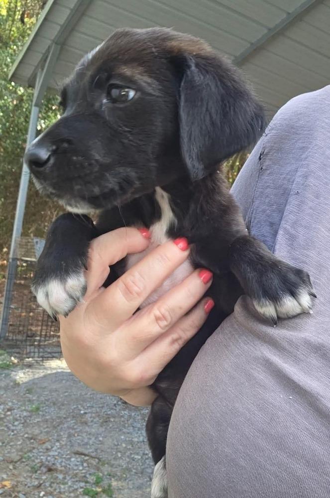 Puppy, Adopted, Puppy Female Labrador Retriever & Boxer.