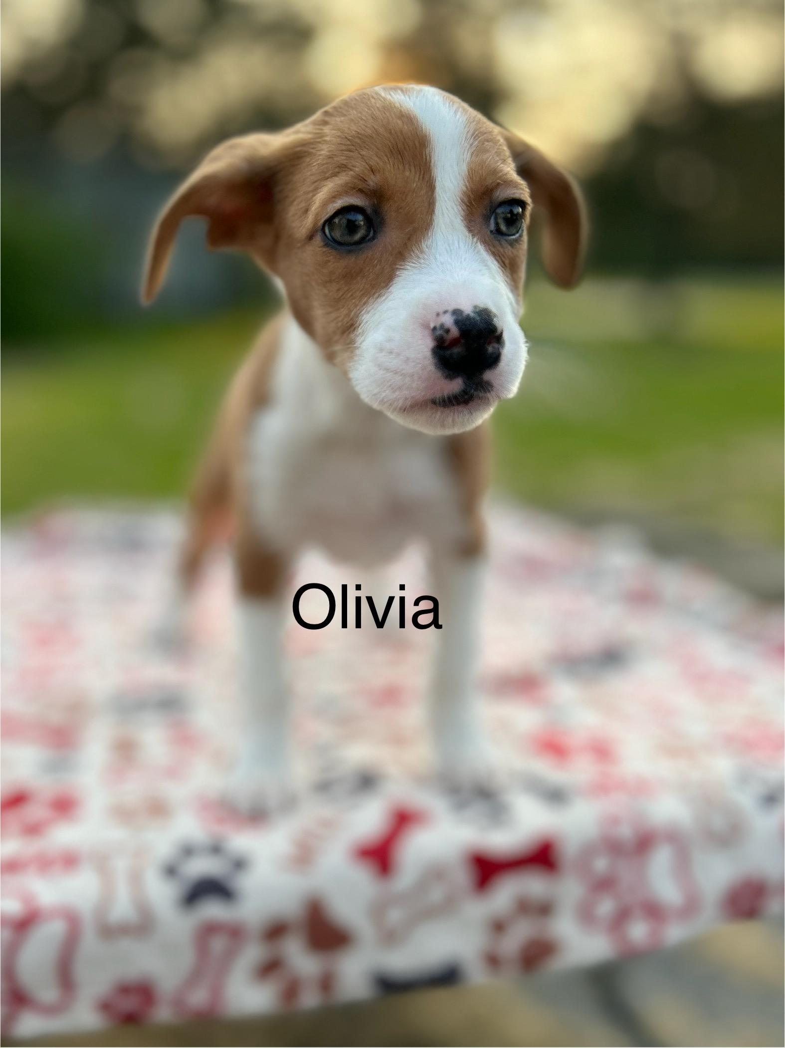 Olivia, Baby Female Australian Shepherd
