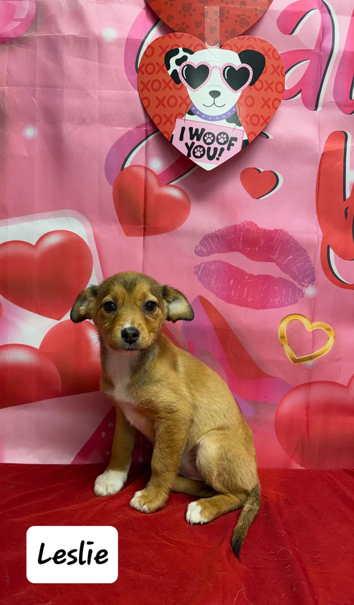 Enlarge Leslie, a Adoptable Mixed Breed in Urbana, OH image 1/1