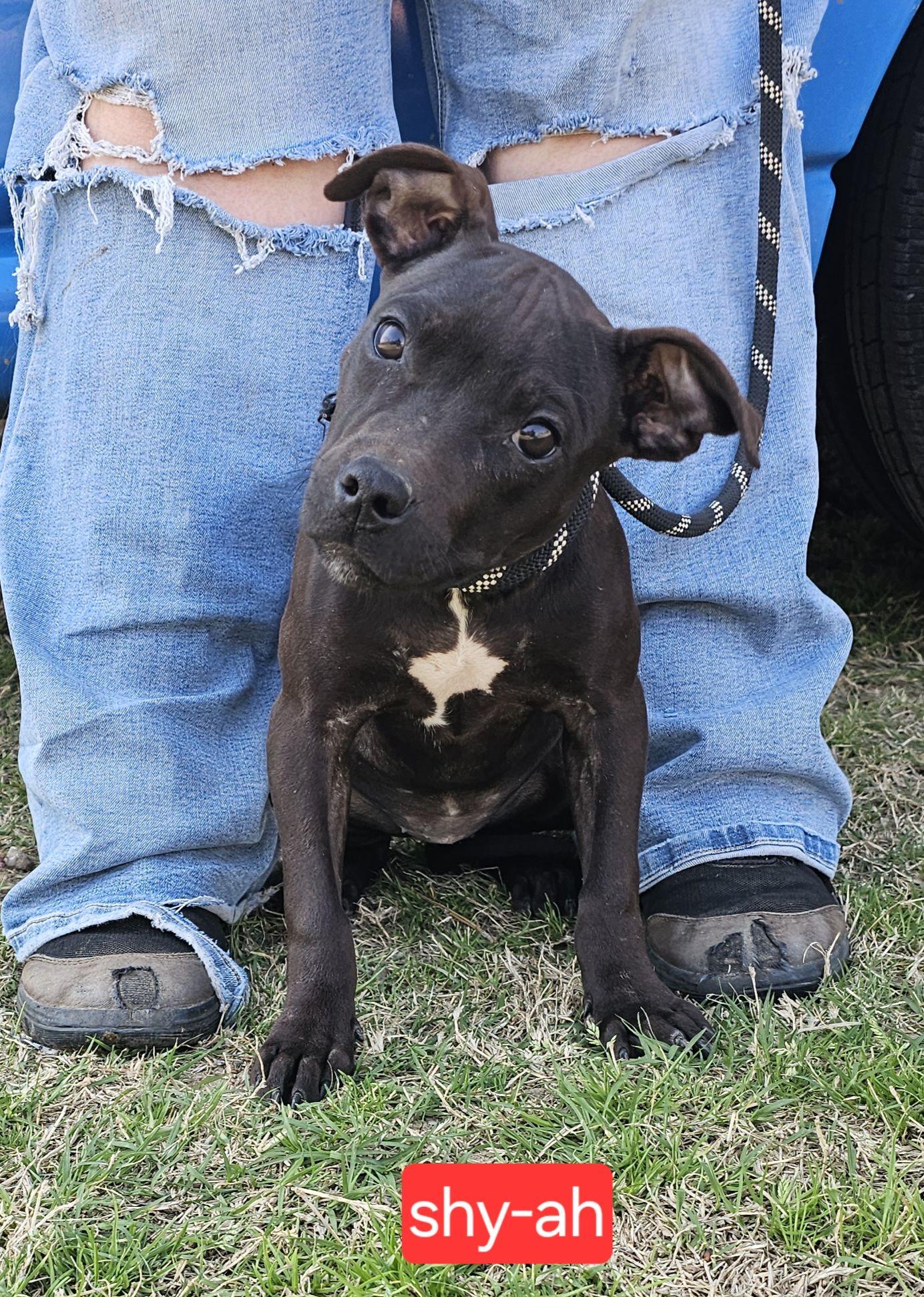 Shayah, adopted, Puppy Female Pit Bull Terrier.
