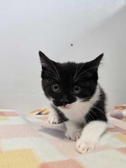 Booyah, Adoptable, Adult Female Domestic Short Hair & Domestic Short Hair.