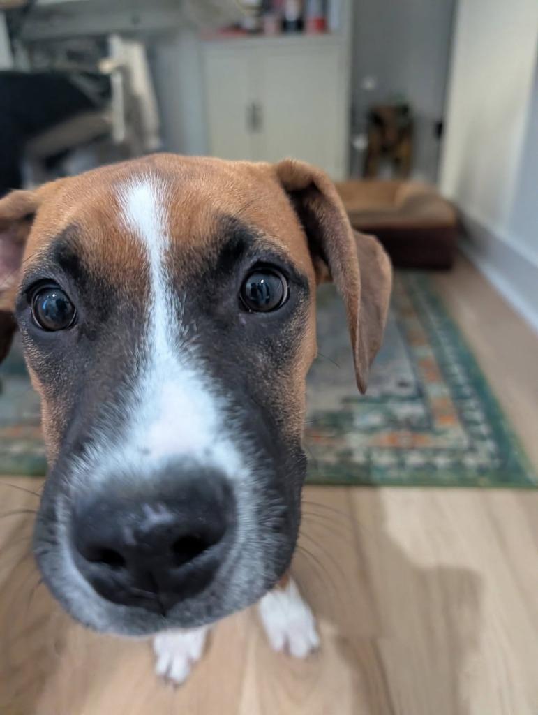 Enlarge Lucy, a Adoptable mixed breed in Fayetteville, AR image 2/6