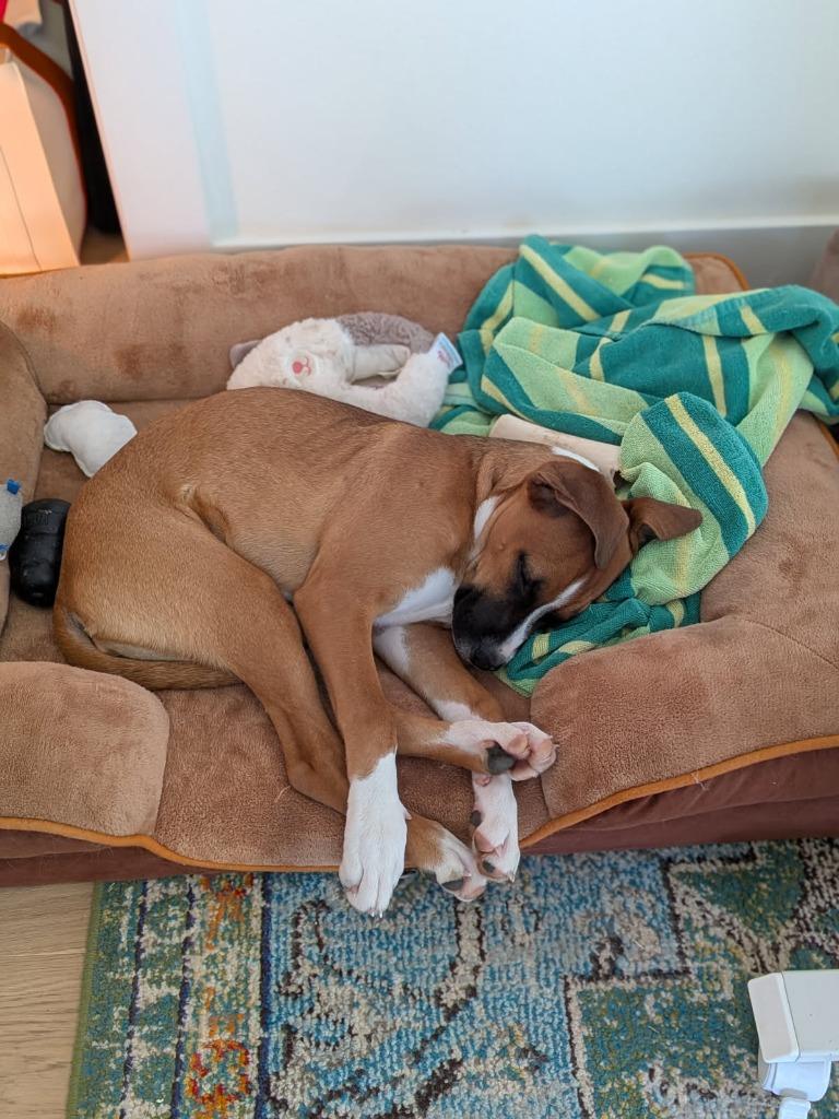 Lucy, a Adoptable mixed breed in Fayetteville, AR image 2/2