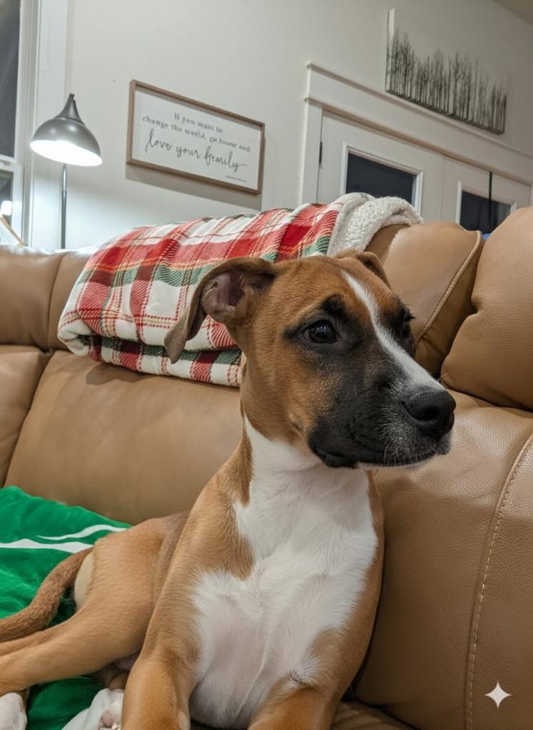 Enlarge Lucy, a Adoptable mixed breed in Fayetteville, AR image 5/6