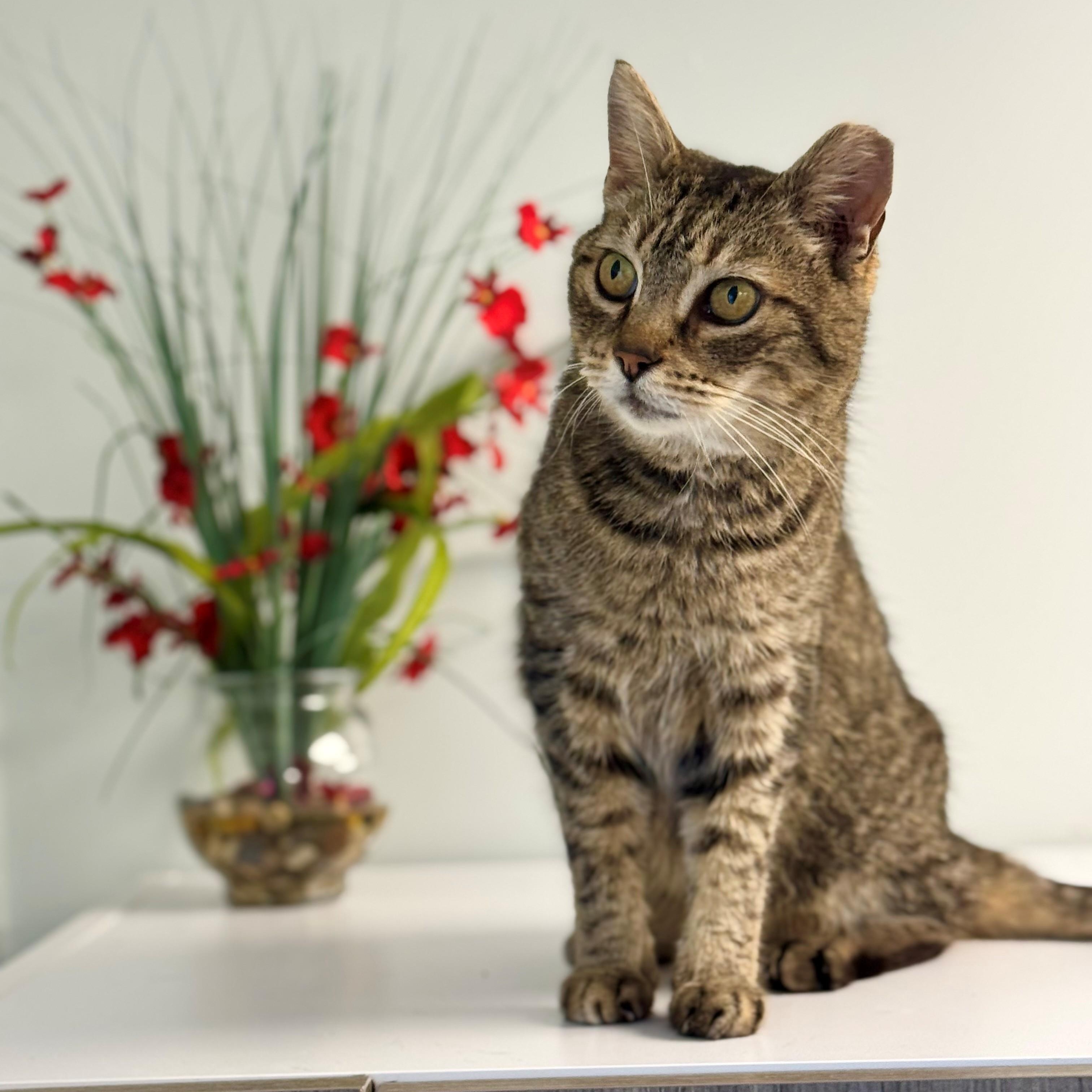 Enlarge Eve, a ADOPTABLE Domestic Short Hair in Syosset, NY image 1/1