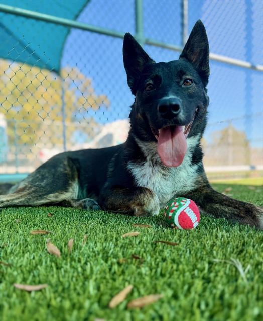 RIVER, Adoptable, Young Male Australian Cattle Dog / Blue Heeler & Mixed Breed.