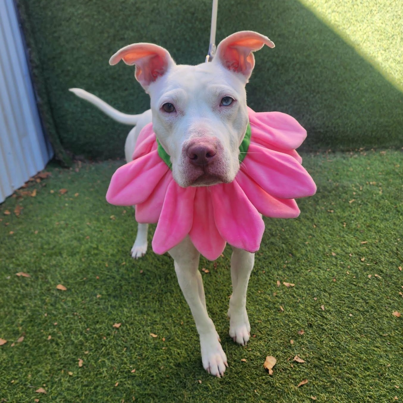 Sugar — thumbnail 6