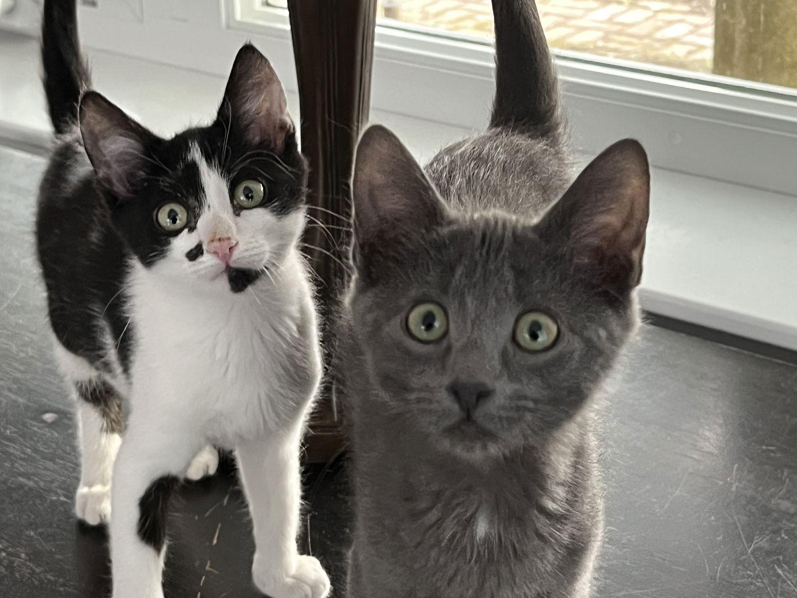 Ace, Adopted, Kitten Male Domestic Medium Hair.