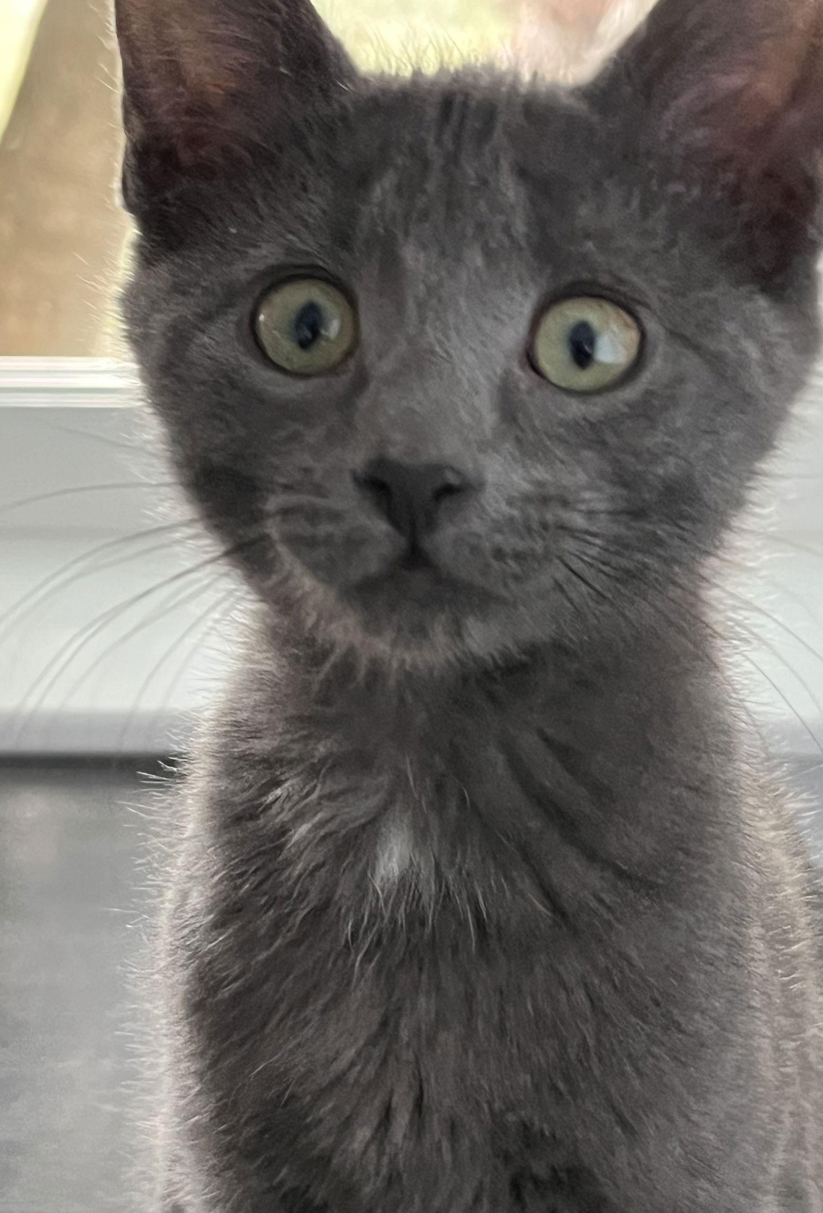 Enlarge Ace, a Adopted Domestic Medium Hair in Naugatuck, CT image 2/2