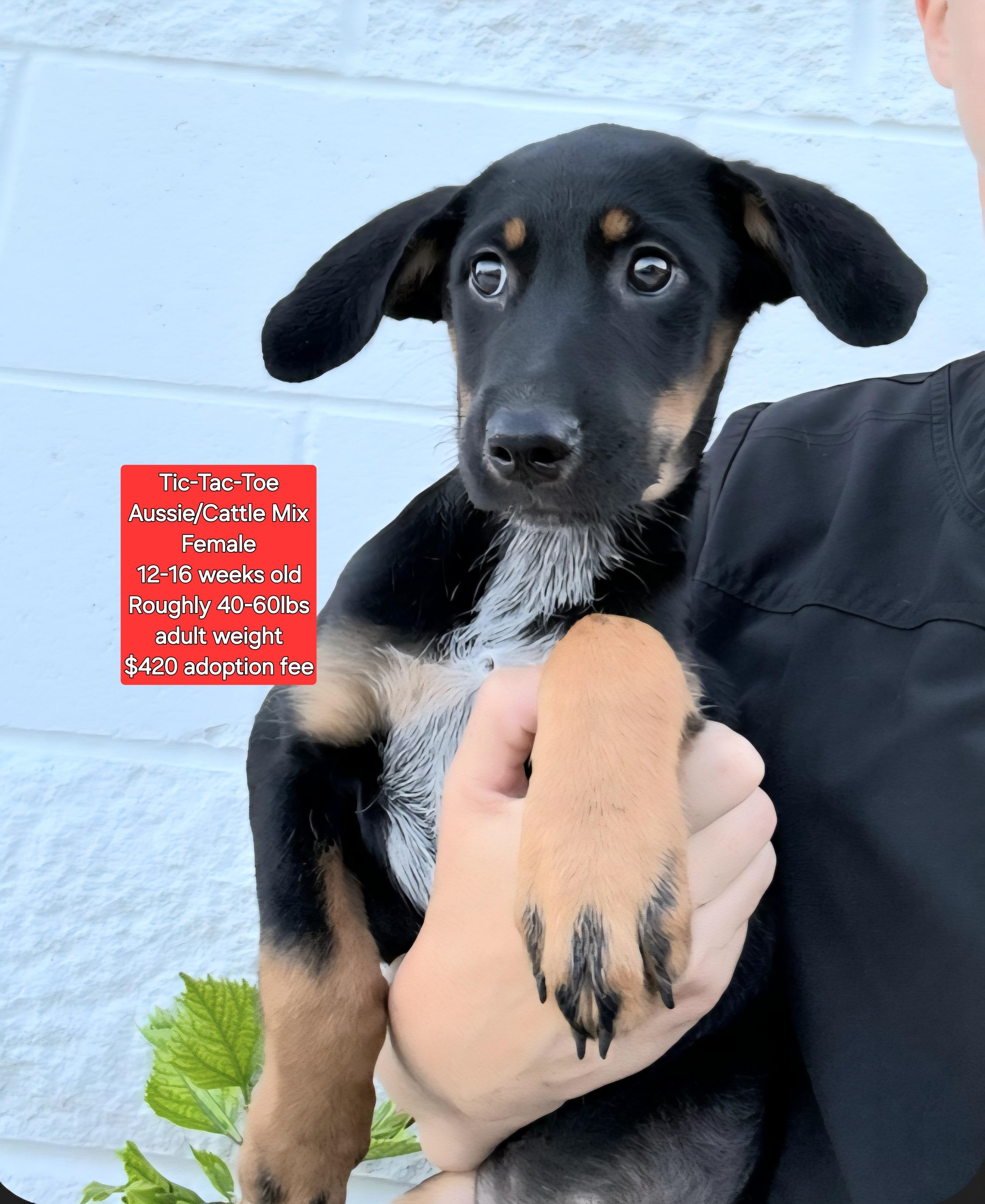 Dog for adoption - Tic-Tac-Toe, an Australian Shepherd &amp; Australian ...