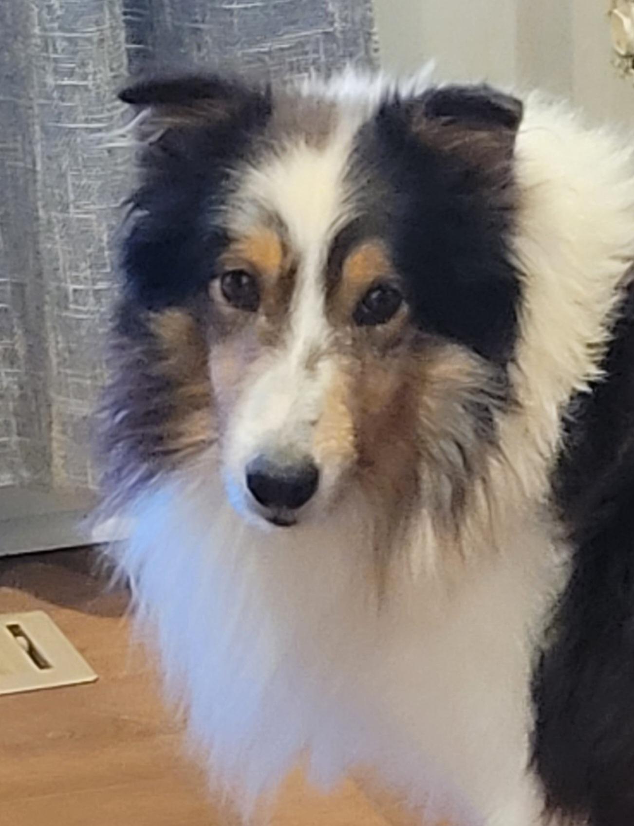 Buddy, ADOPTABLE, Adult Male Shetland Sheepdog / Sheltie.