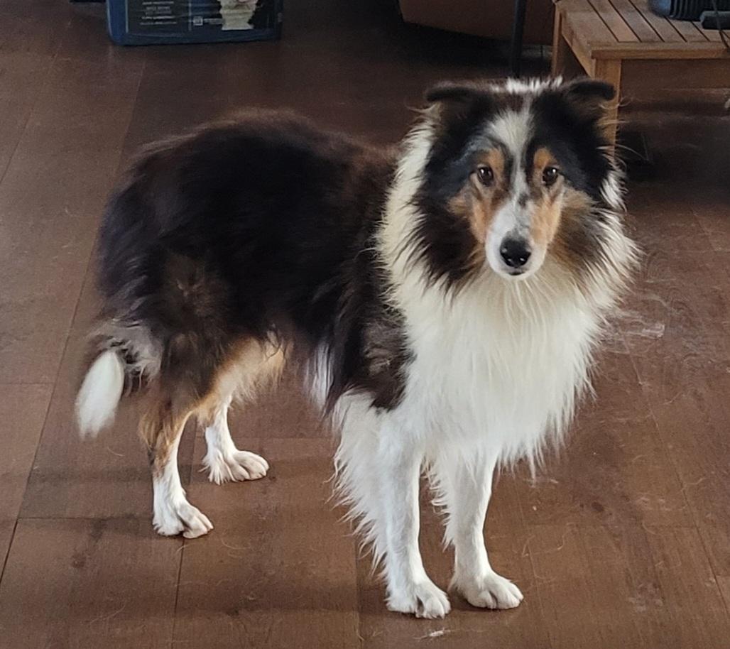 Enlarge Buddy, a ADOPTABLE Shetland Sheepdog / Sheltie in Clarksburg, MD image 2/2