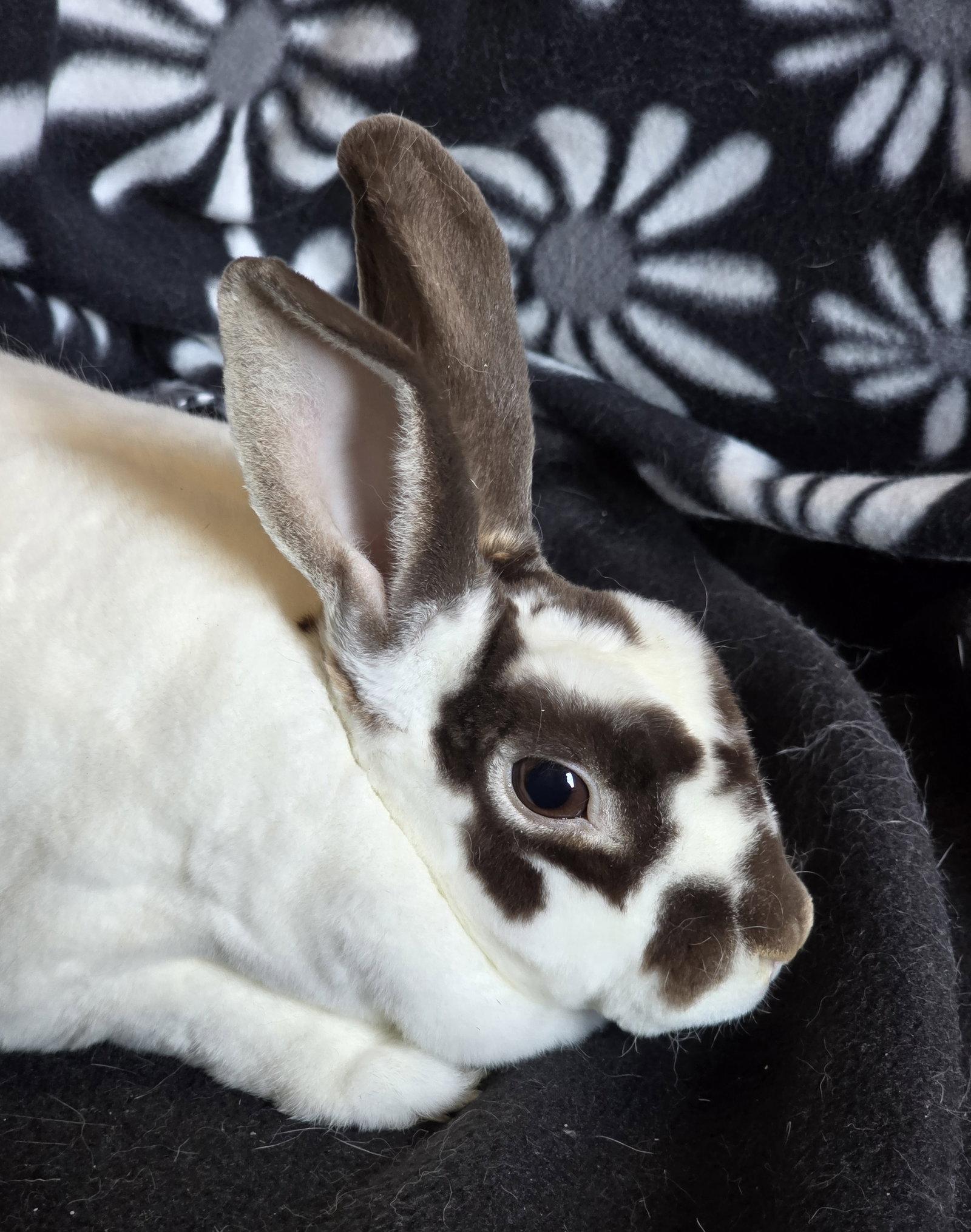Charlotte, Adoptable, Young Female Rex.