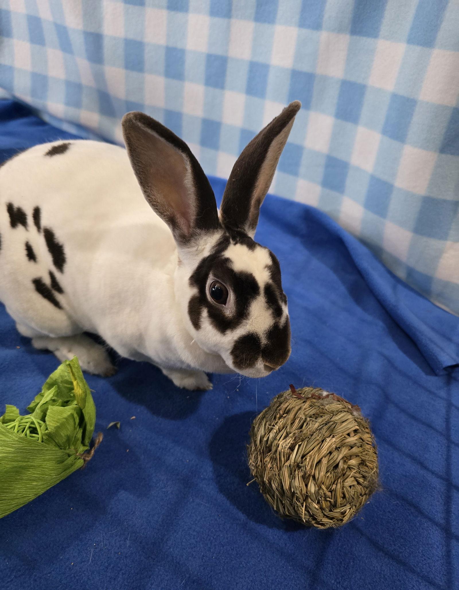 Charlotte, a Adoptable Rex in Philadelphia, PA image 1/3