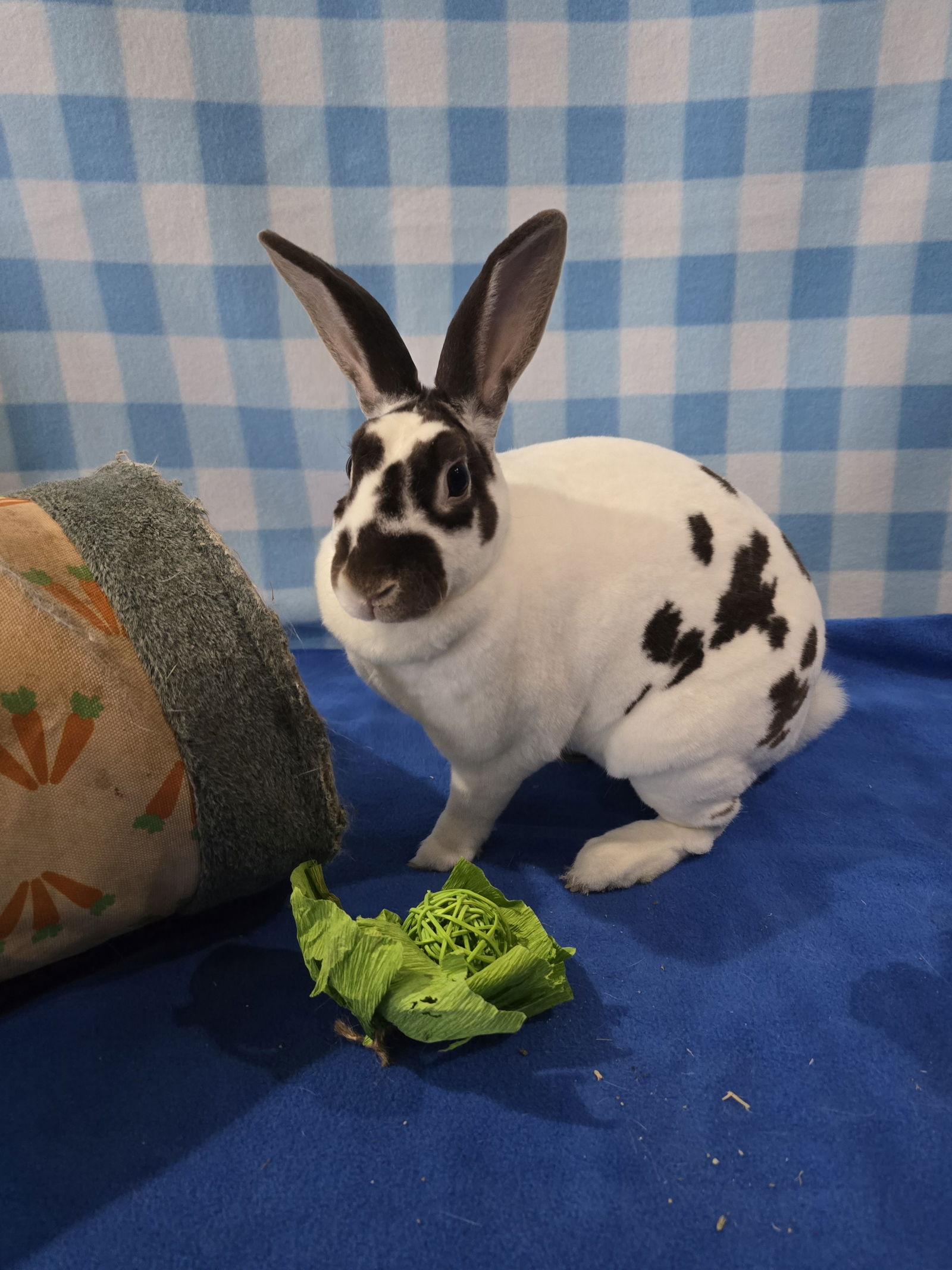 Charlotte, a Adoptable Rex in Philadelphia, PA image 2/3