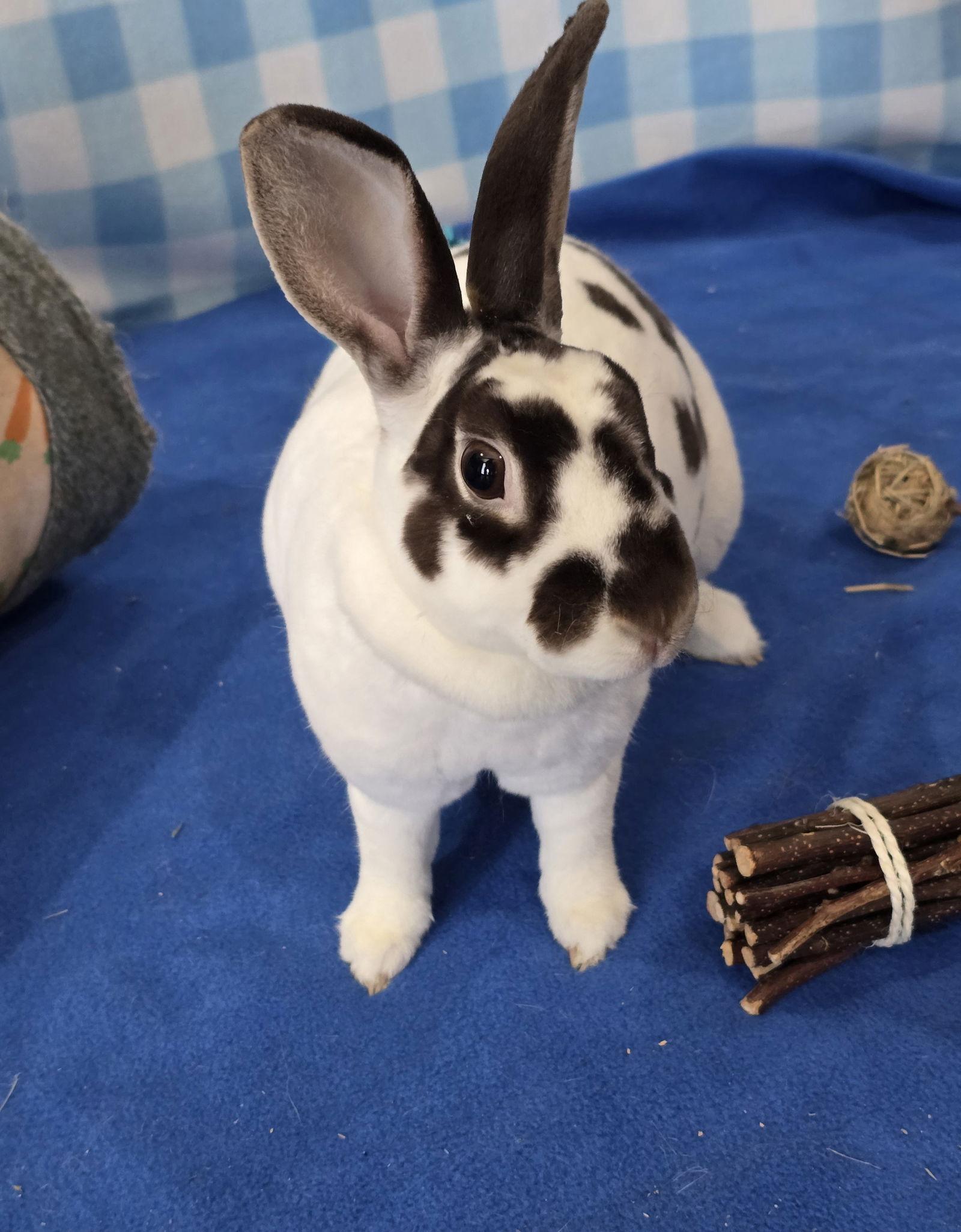 Charlotte, a Adoptable Rex in Philadelphia, PA image 3/3