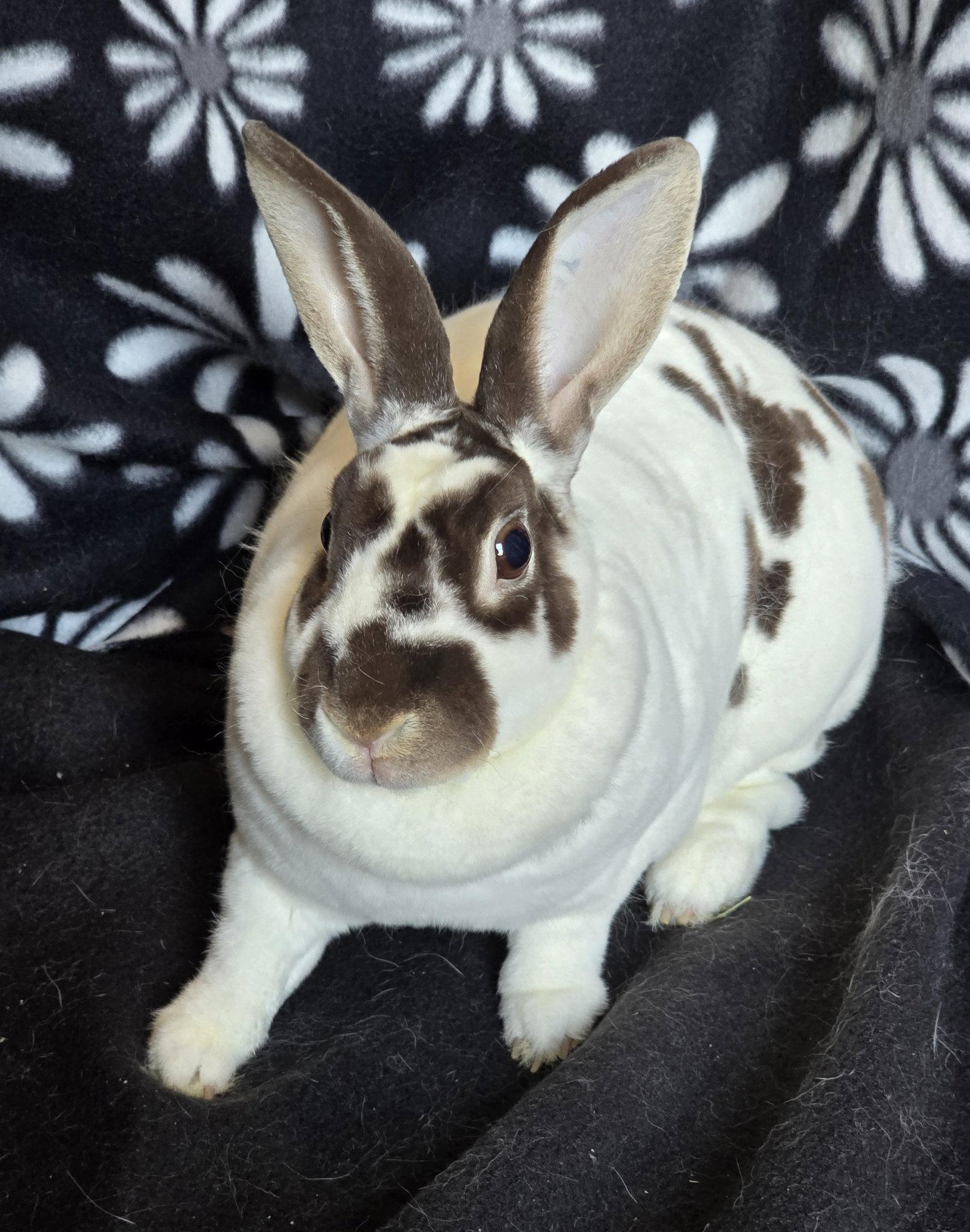 Charlotte, a Adoptable Rex in Philadelphia, PA image 3/3