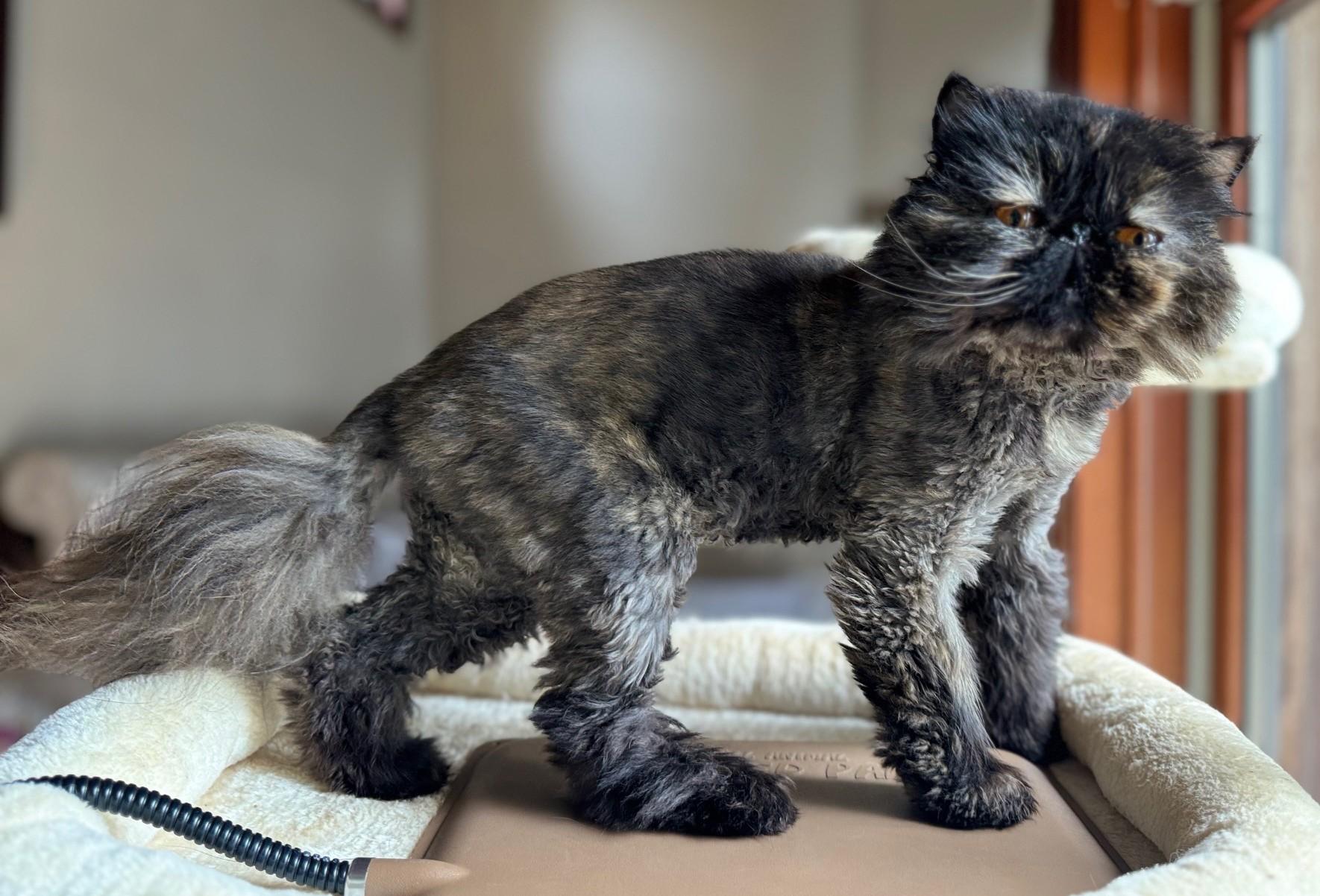 Beanie, a Adopted Persian in San Francisco, CA image 3/3