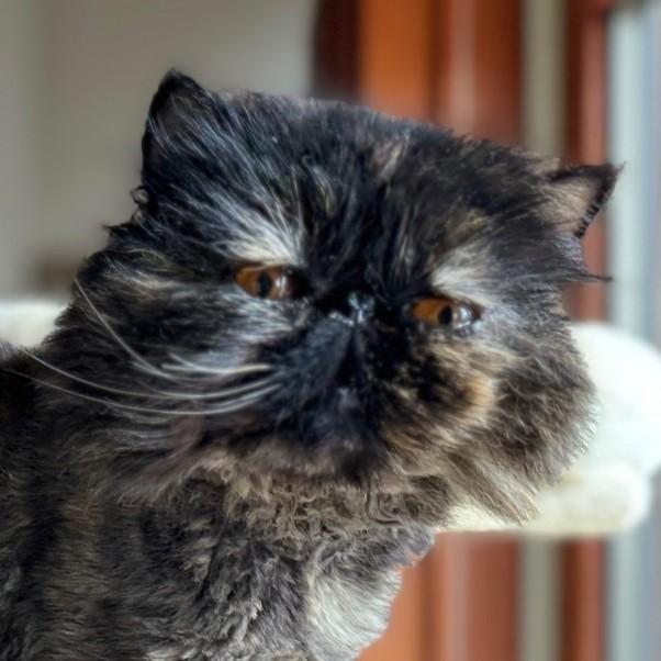Beanie, Adopted, Young Female Persian.