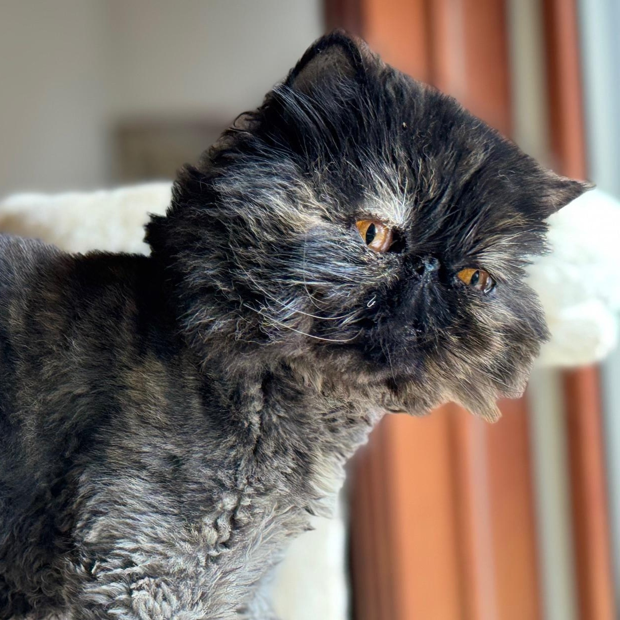 Beanie, a Adopted Persian in San Francisco, CA image 2/3