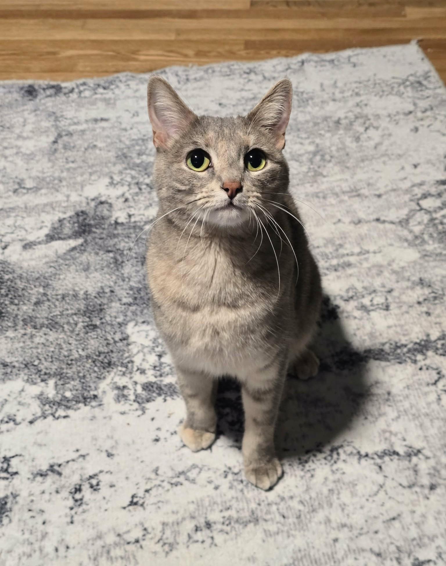Violet, a ADOPTABLE mixed breed in West Richland, WA image 3/6