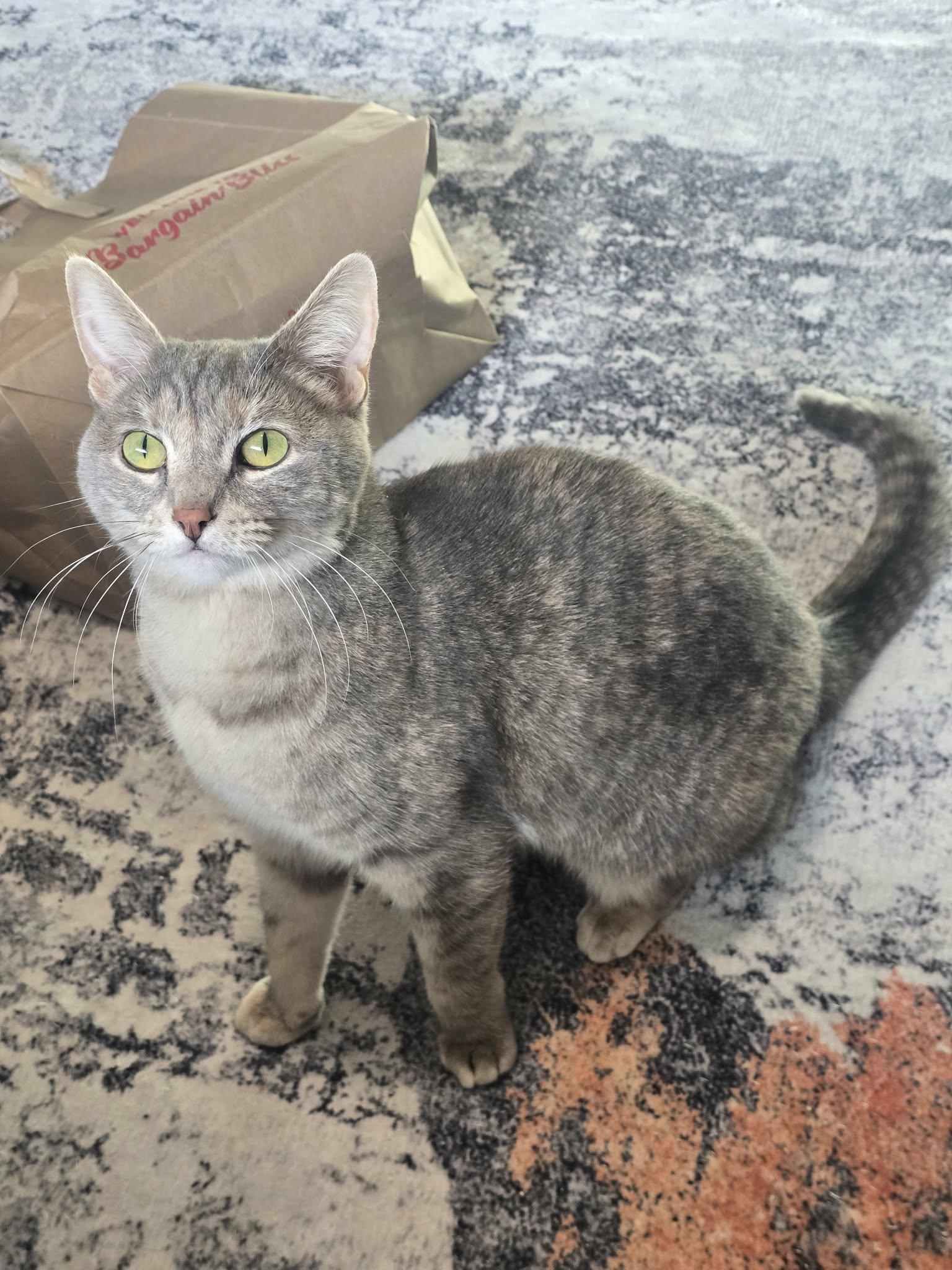 Violet, ADOPTABLE, Young Female Domestic Short Hair & Dilute Calico.