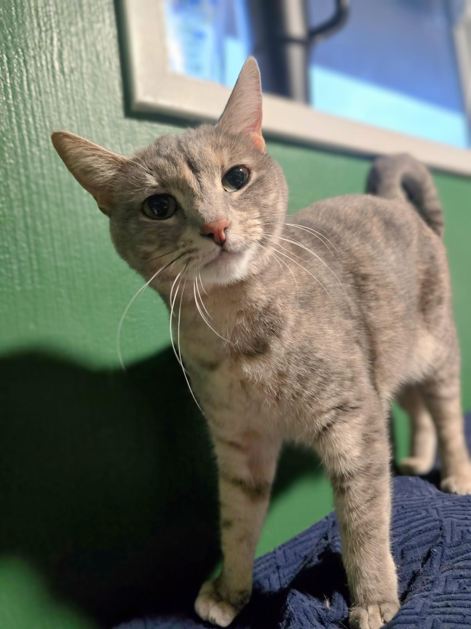 Violet, a ADOPTABLE mixed breed in West Richland, WA image 2/6