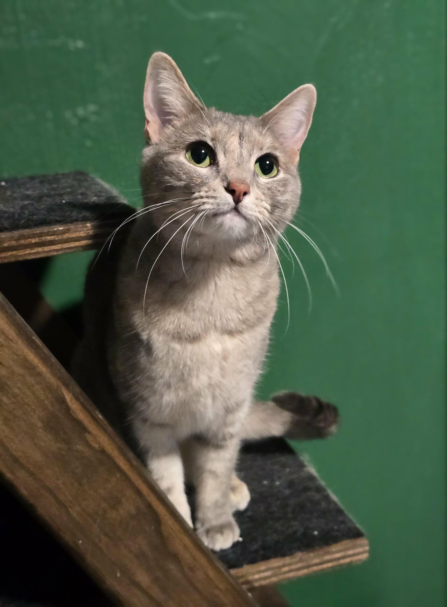 Violet, a ADOPTABLE mixed breed in West Richland, WA image 4/6