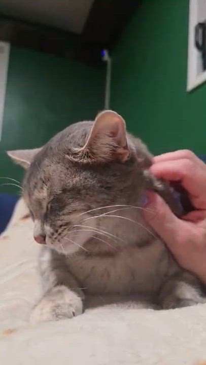 Enlarge Violet, a ADOPTABLE mixed breed in West Richland, WA video 6/6