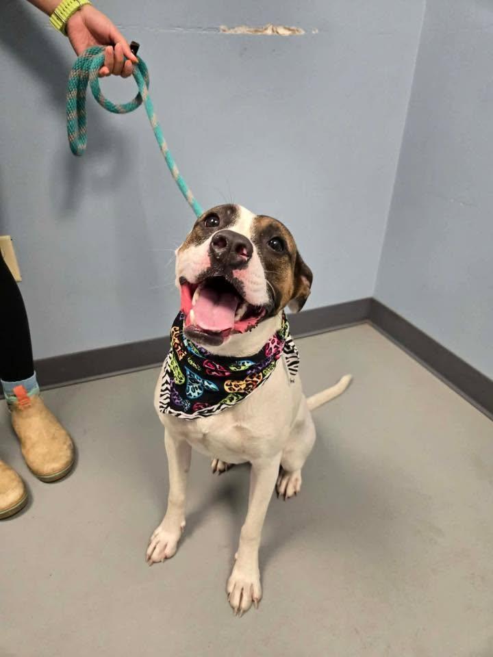 Enlarge Dot, a ADOPTABLE mixed breed in Zanesville, OH image 2/2