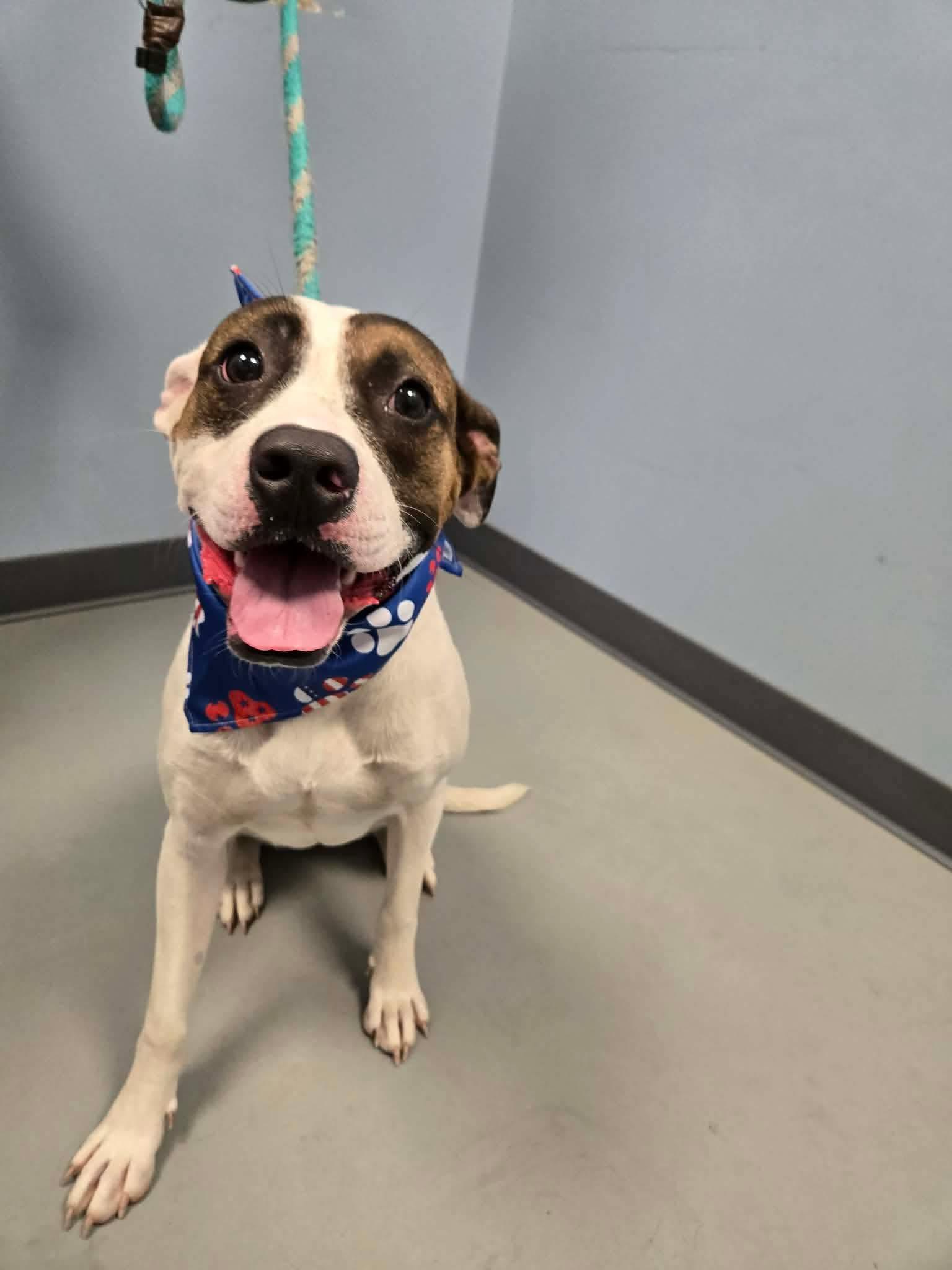 Dot, ADOPTABLE, Young Female Terrier.
