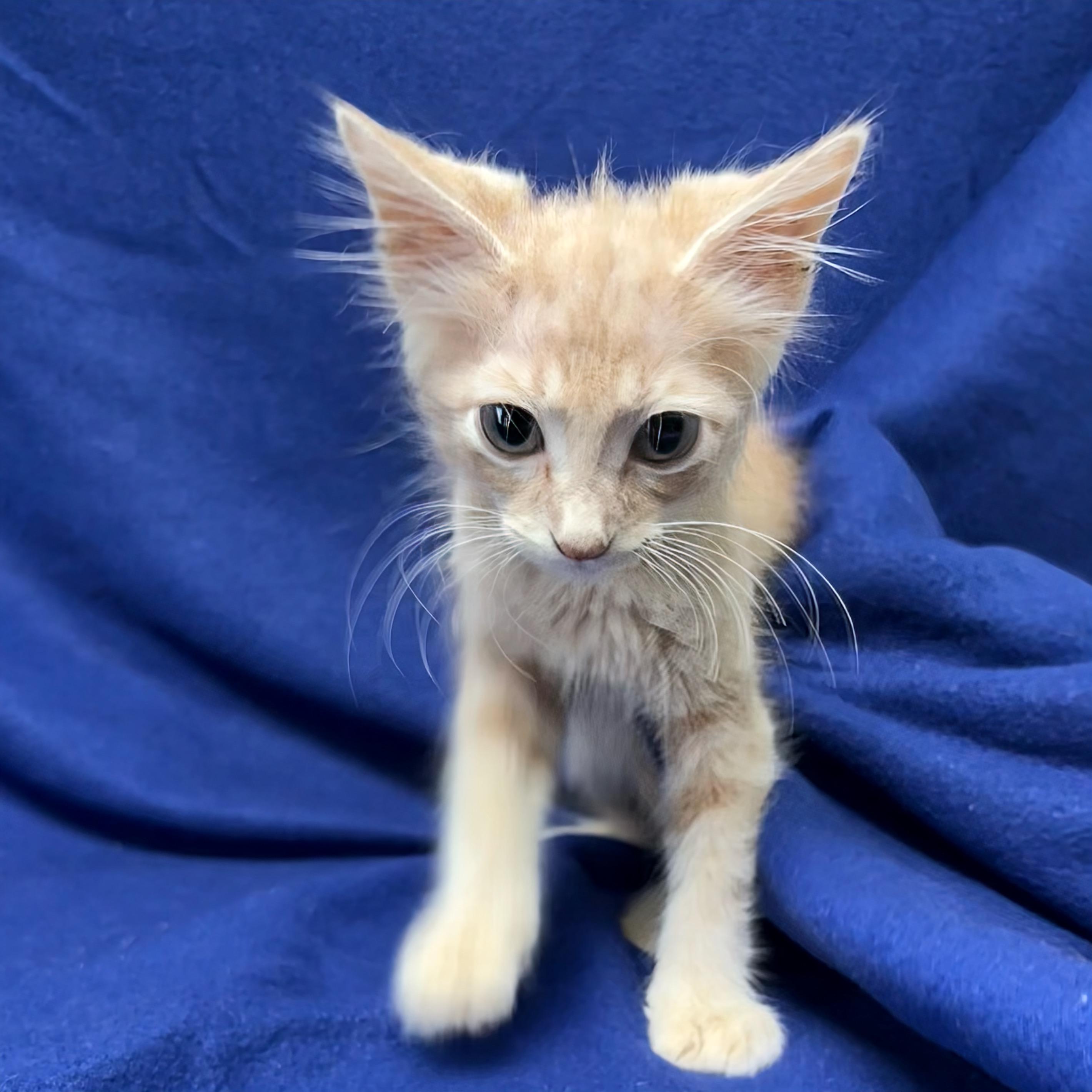 Enlarge Flowers, an adopted Domestic Short Hair in Valdosta, GA image 2/2