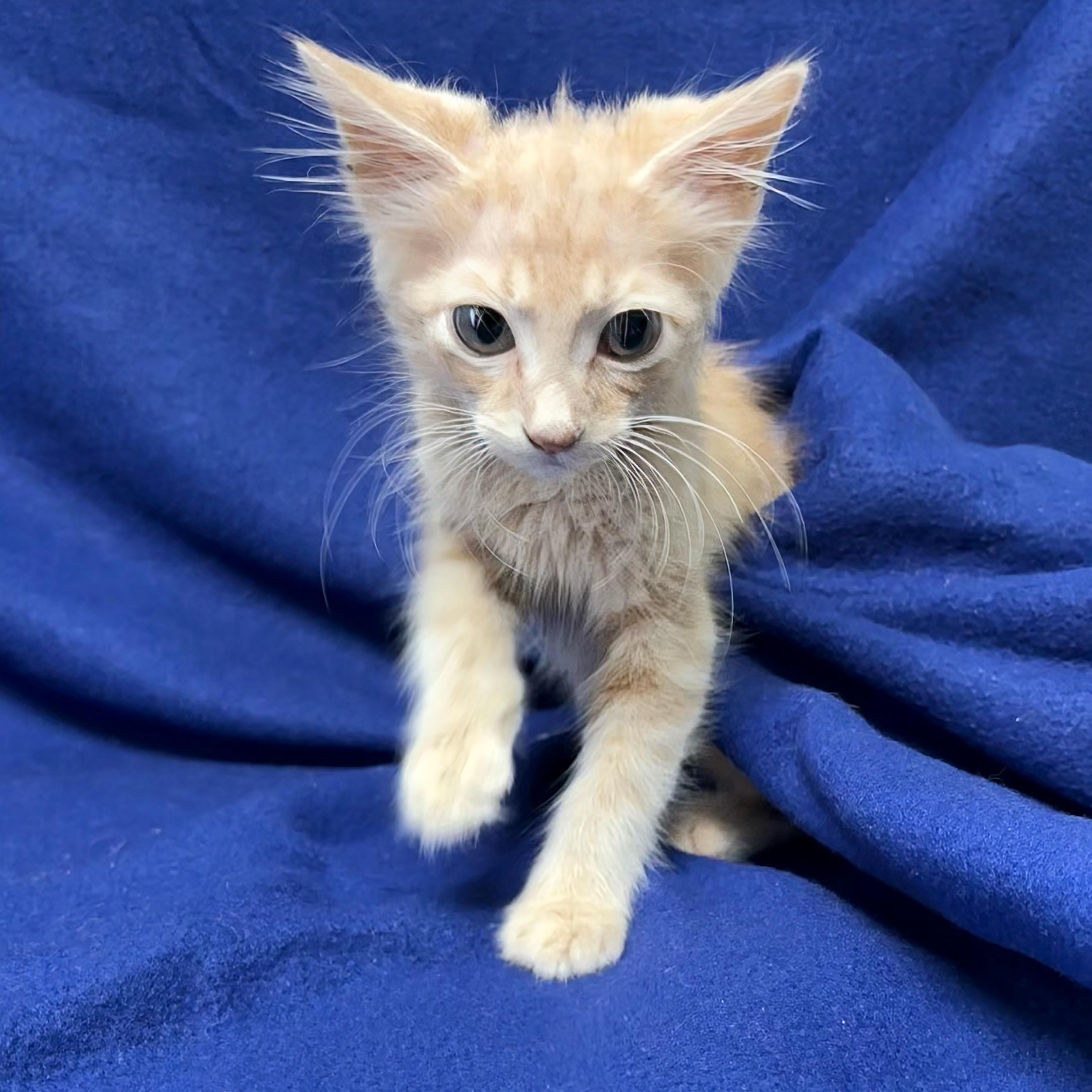 Enlarge Flowers, an adopted Domestic Short Hair in Valdosta, GA image 1/2